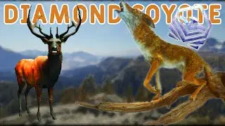 Suprise DIAMOND COYOTE on a Search For a Diamond Roosevelt Elk!!! What I Want Ep3.