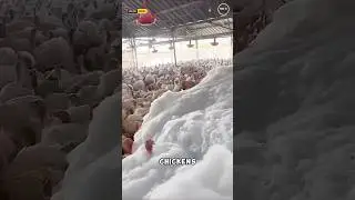 Foam Killing Chickens? Here&rsquo;s What&rsquo;s Really Happening  #interestingfacts