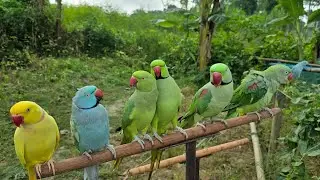 Talking Parrot Sound/Voice