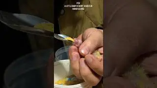 Tiny Beak, Big Appetite Hand-Feeding My Super Small Baby Cockatiel Energy Food.