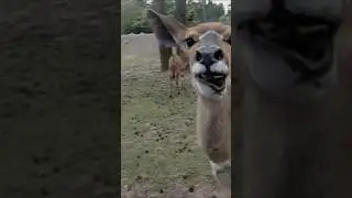 #antelope #antilope #huh #hu #huu #funny #lustig #witzig #fun #humor #wochenende #weekend #shorts