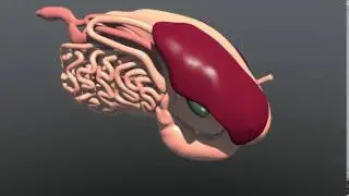 Left Displaced Abomasum Animation