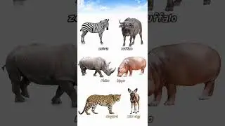 Dangerous😱 Animals👈#animals#sounds#real#shortsfeed#shortvideo#youtubeshorts#reels#short#video#vtuber