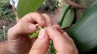 Vanilla Orchid Pollination