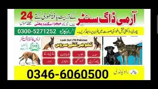 Army Dog Center Khoji Dogs Khoji Kutte Khoji Kutta Available in Pakistan #armydogcenter #khojidogs