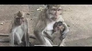 Monkey forest life
