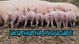 Ukuphupha ingulube