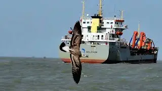 Indus Dolphin 🐬 karachi's  ship 🚢 