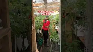 Nurturing my garden is my joy. I&rsquo;m happy and they&rsquo;re grow happily.#wateringmygarden #minigreenhouse
