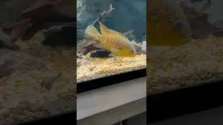 The Beautiful Yellow Jacket Cichlid 🐝