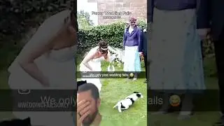 Dogs at wedding #fail