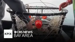 California crab fisherman get OK to use ropeless pop-up gear, but costs may prevent use