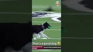 Wave the Wonder Dog is killin&rsquo; it 👏