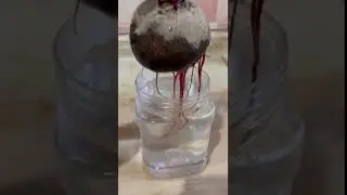 How to grow beetroot plant in water | #youtubeshorts |#shorts |#beetrootplant