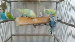 😂 Funny Video Budgie Playtime With Hidden Health Benefits