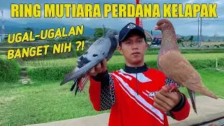 UGAL UGALAN‼️PERTAMA KALI COBA MERPATI RING MUTIARA DI LAPAK