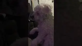 Meet my dog