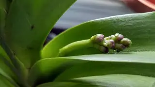 Vanda orchids update September 2021 - have some spikes to show...