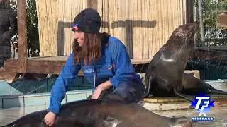 Fasano 18 gennaio 2026: lo spettacolo delle Otarie allo ZooSafari per Sant'Antonio abate