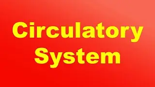 Circulatory System Definition and Function