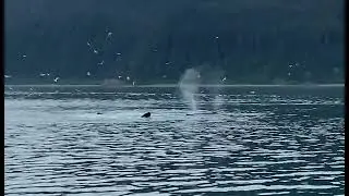 Humpback whales grunting while bubble netting