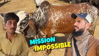Janwar per dil agaya lekin soda mushkil lag raha hai 😭🐂