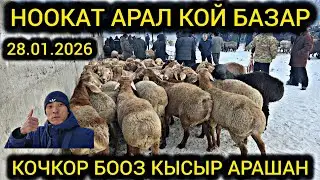 НООКАТ АРАЛ КОЙ КОЧКОР БАЗАР👍  БООЗ КЫСЫР КОЙЛОР #байкж 