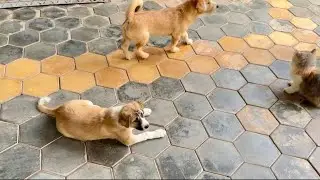 A new puppy named Baby joins the gang