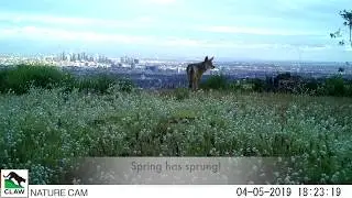 Keep LA Wild! - Wildlife's Spring Break 2019