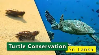 Turtle Conservation | Sri Lanka