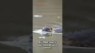 Beavers are back in Britain! 🇬🇧🦫