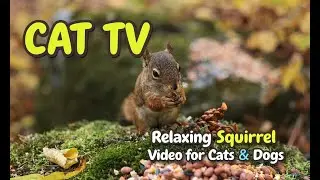 Cat TV 🐿️ Relaxing Squirrel Video for Cats & Dogs | 2 Hours Ad-Free Pet TV