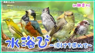 【涼感】真夏の森で癒やしの水浴びタイム《野鳥撮影vlog》｜ヤマガラ幼鳥、メジロ夫婦、キビタキ、エナガ