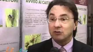 Cinipide, l'insetto che attacca i castagni