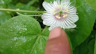 Flowering fase Contoman plant #Part 1# only one day 💦💞🇮🇩