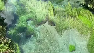 Blue Spring Nature Walk 🌊 | Relaxing Water & Nature Sounds