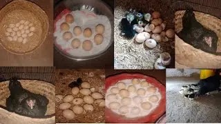 Hen hatching eggs....