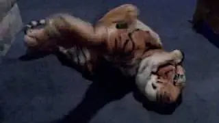 Tiger Costume 2008 Promo Video