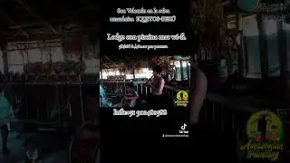 tours selva amaz&oacute;nica Iquitos
