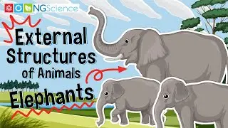External Structures of Animals &ndash; Elephants