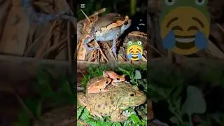 Catch frogs funny viral video for laugh hahaha #shorts #funny #frog #fun #frogs #jump
