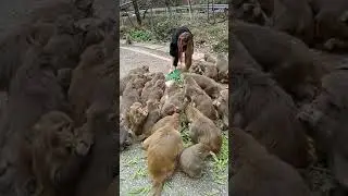 Cute Baby Monkey | YoYo Monkey | BiBi Monkey | Monkey Banana-Baby Monkey | Best Monkey Moments