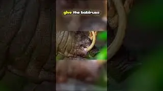 Top Ten Species from the Indonesian Archipelago: Mythical Deer-Pig