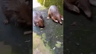 Pangolin and puerco-esp&iacute;n