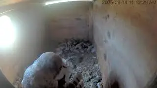 08/14/25 Owl Box Clipstream