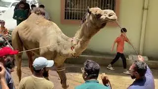 Camel Ki Qurbani #reels #ytshorts #viralvideo #tranding #camelmandi #youtubeshorts #viralreels