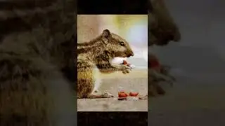 Amazing Fact About Netherlands #squirrel #netherlands #trending  #short #highway #shorts  #youtube
