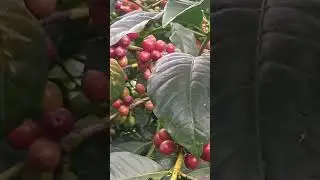 The best coffee ripe, it's time for harvesting #coffeefarming #farminginkenya