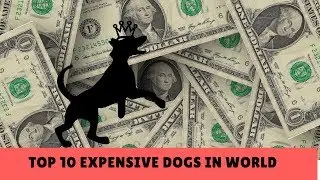 TOP 10 most expensive dogs in the world