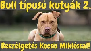 BULL TÍPUSÚ Kutyák 2. - Beszélgetés Kocsis Miklóssal - DogCast TV